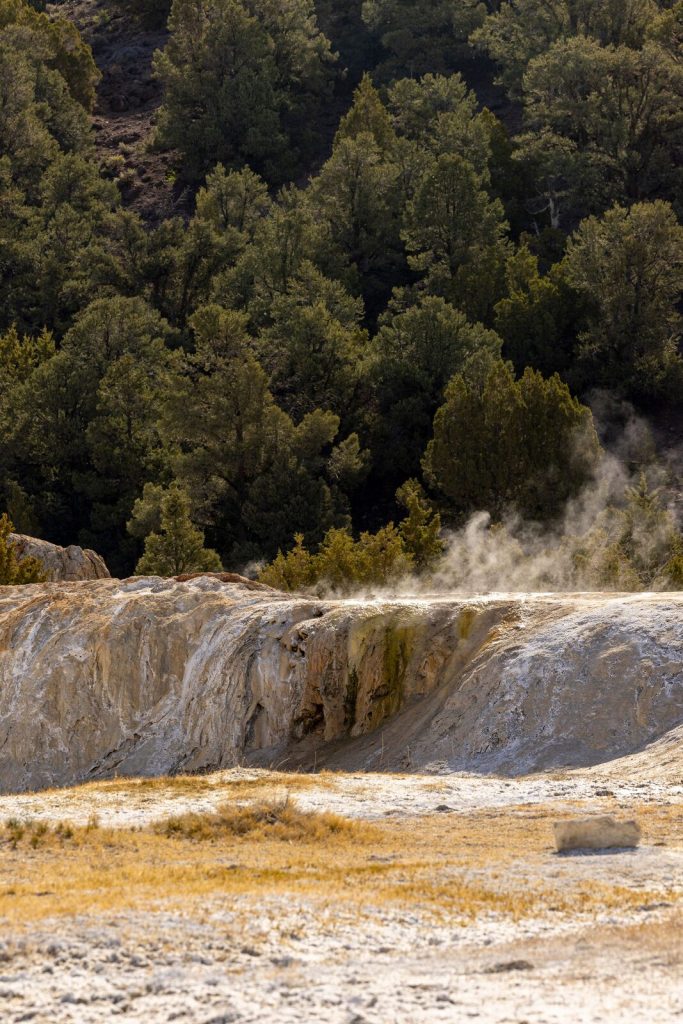 Steam rising from geothermal ground among evergreen trees